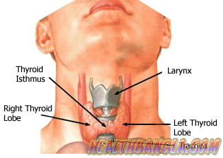 Thyroid Gland